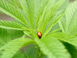 cannabis and ladybug