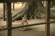monkey in captivity, phuket, thailand