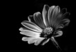 dramatic flower