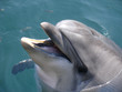 delfin
