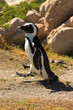 jackass penguin (demersus spheniscus)