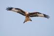 falcon