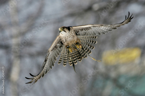 Photo: falcon falcon