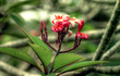 fleurs 1