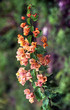 Bloom 3