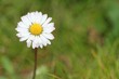 margherite du jardin