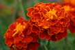 fleurs