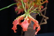 orchid3