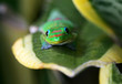 gecko looks