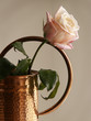 rose in copper can