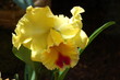 orchid1