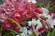 orchids4