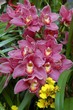 orchids3
