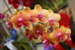orchids2
