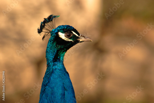 peacock's portrait peacock's portrait