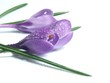 crocus au printemps