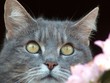 the cat
