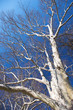 tree in city park