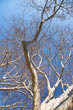 city park tree