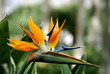 bird of paradise bird of paradise
