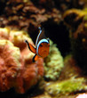 amphiprion