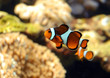 poisson clown