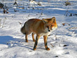 red fox 7