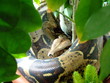 boa python