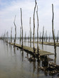 parc à huître du bassin d'arcachon