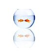 goldfish kissing