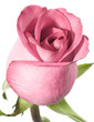 pink rose on a white background.