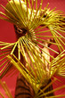 fan plant