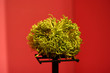 sprout
