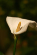 calla lily