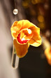 orange orchid
