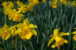 jonquilles