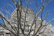 tree at chichen itza 2