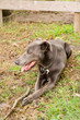happy dog happy dog