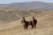 wild horses in the hills of eastern washington