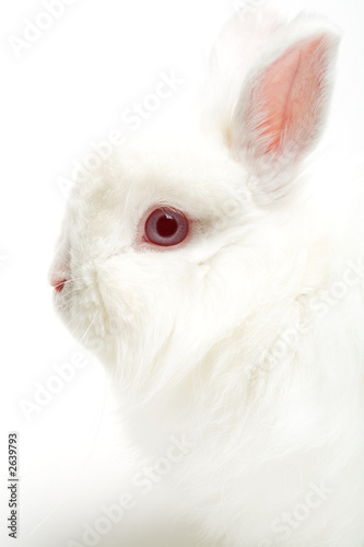 white rabbit on white