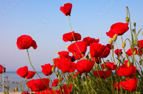 Photo: red poppies and blue sky and sea red poppies and blue sky and sea