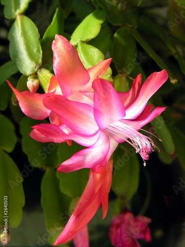 Amaranthine Flower