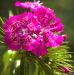 carnation