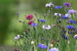 Photo: grass grass