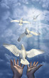 releasing the doves