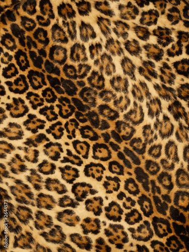 desktop wallpaper leopard print. leopard print