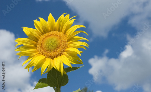 sunflower