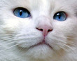 yeux de tom