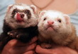ferrets
