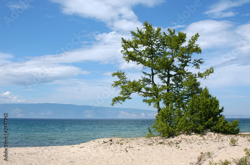 larch tree on sandy beach